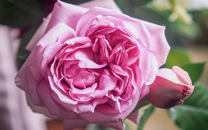 Khám phá thế giới hoa hồng với 10 loại phổ biến nhất